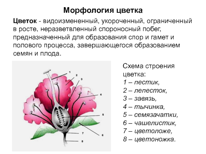 Генеративные органы тест. Морфологическое строение цветочных растений. Морфология цветка строение. Морфология цветковых растений. Морфологическое строение цветка.
