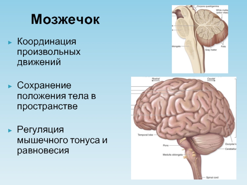 Мозжечок центры рефлексов. Рефлексы мозжечка раздражитель. Рефлексы мозжечка в головном мозге. Рефлекторная функция мозжечка. Мозжечок у новорожденного.