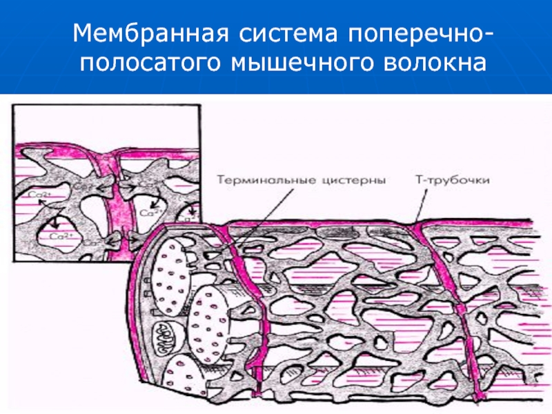 Мембранная система. Гистофизиология скелетной мышечной ткани. Гистофизиология сокращения скелетной мышечной ткани. Гистофизиология мышечного сокращения гистология. Скелетная мышечная ткань мембрана.