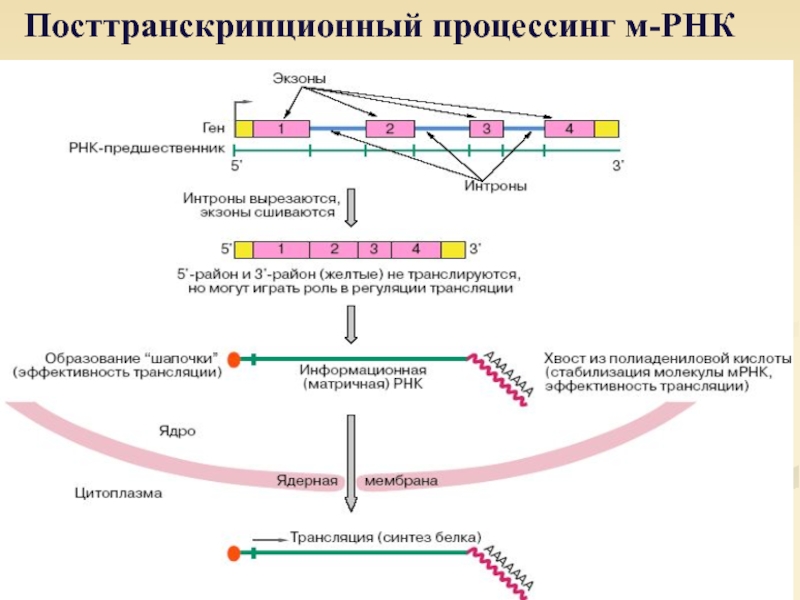 Формирование рнк. Синтез белка процессинг сплайсинг. Схема процессинга РНК. Процессинг пре-МРНК У эукариот. Посттранскрипционных процессов эукариот.