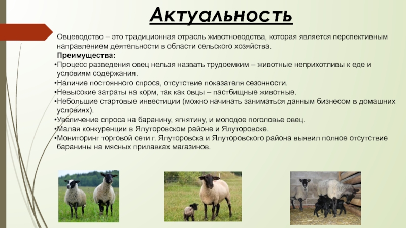 АктуальностьОвцеводство – это традиционная отрасль животноводства, которая является перспективным направлением деятельности в области сельского хозяйства.Преимущества:Процесс разведения овец