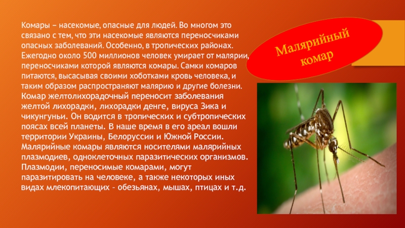 Комары переносчики заболеваний. Опасные насекомые для человека. Комары опасные для человека. Сообщение о ядовитых насекомых. Комары переносящие малярию.