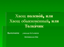 Хвощ  полево́й, или  Хвощ   обыкнове́нный, или Толка́чик