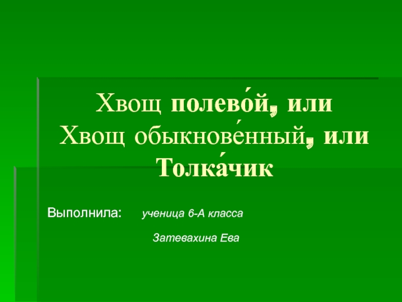 Презентация Хвощ  полево́й, или  Хвощ   обыкнове́нный, или Толка́чик