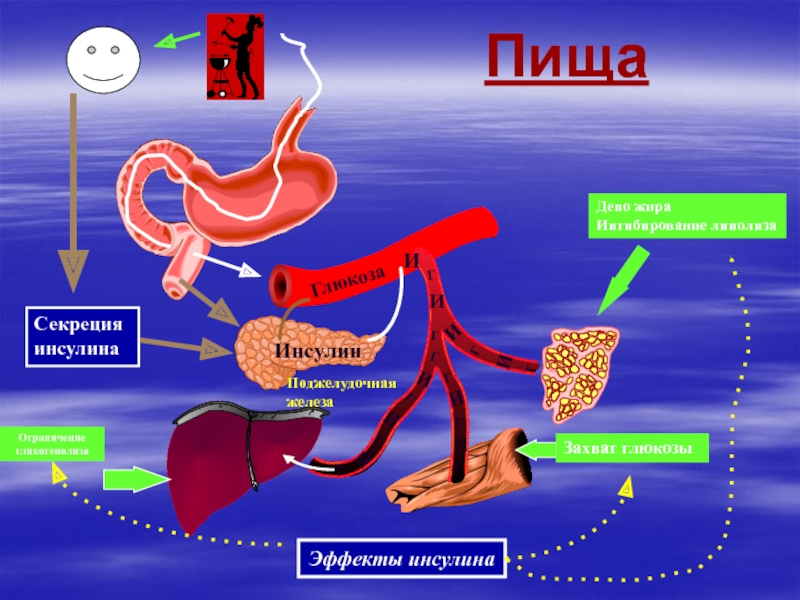 Инсулин внутренняя секреция