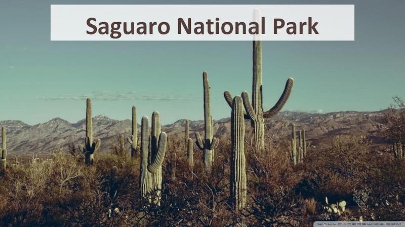 Презентация Saguaro National Park 