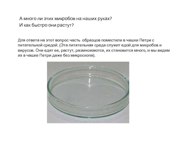 В чашку петри поместили. Чашка Петри Назначение в химии. Чашка Петри описание 5 класса. Химия 8 класс чашка Петри. Чашка Петри Назначение в биологии.