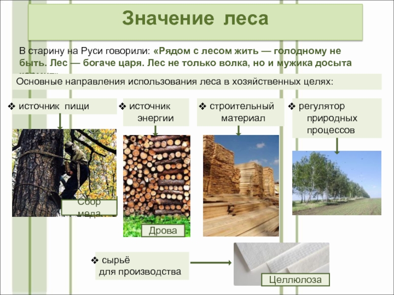 Значение лесаВ старину на Руси говорили: «Рядом с лесом жить — голодному не быть. Лес — богаче царя. Лес