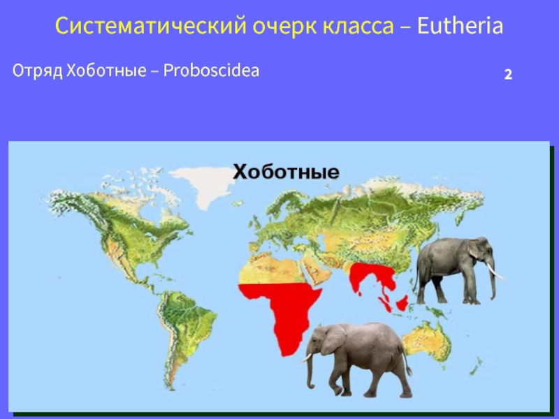 Ареал обитания хоботных. Отряд хоботные ареал обитания. Ареал обитания африканского слона карта. Хоботные распространение. Где обитает слон материк