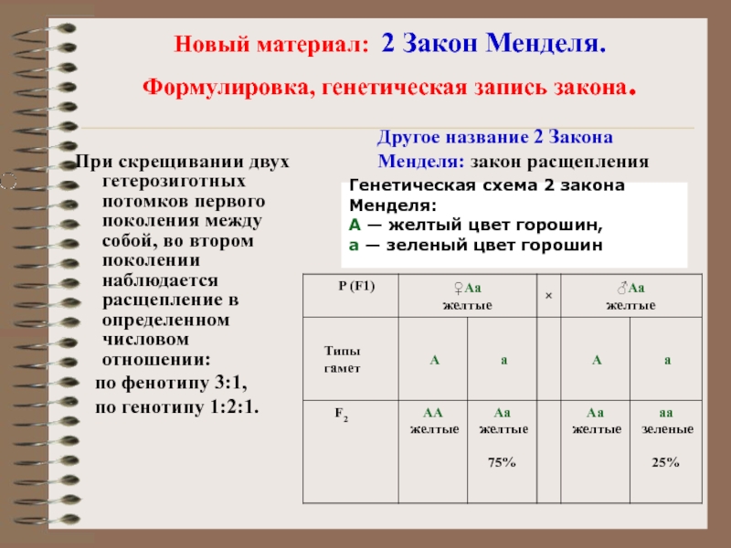 Формулировка 3 закона менделя. Расщепление по фенотипу 2 закон Менделя. Генетическая запись первого закона Менделя. 2 Закон Менделя формулировка и схема. Генетическая запись второго закона Менделя.