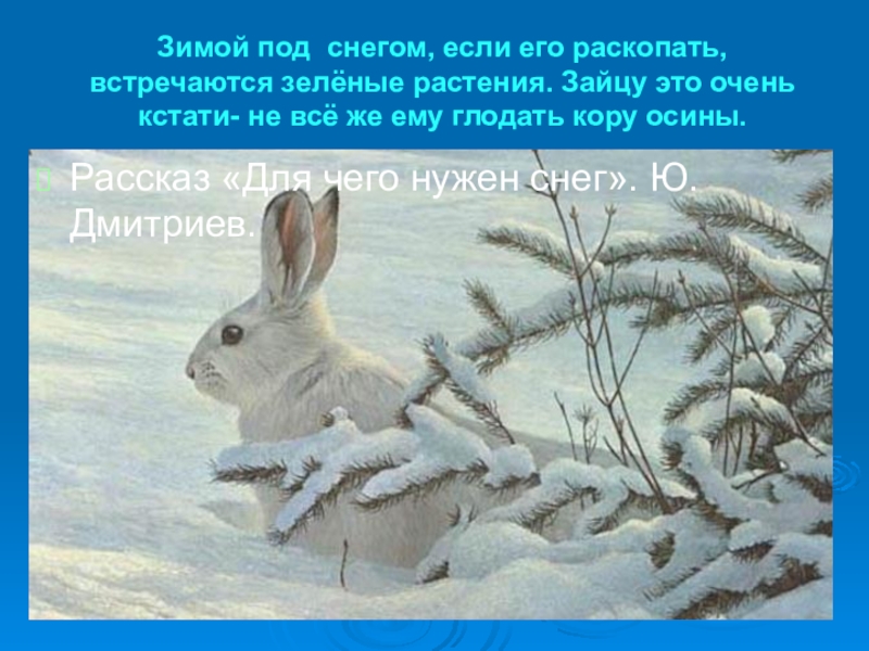 Почему нужен снег. Для чего нужен снег. Зачем нужен снег зимой для детей. Урок чтения зима. Заяц зимой гложет кору осины.