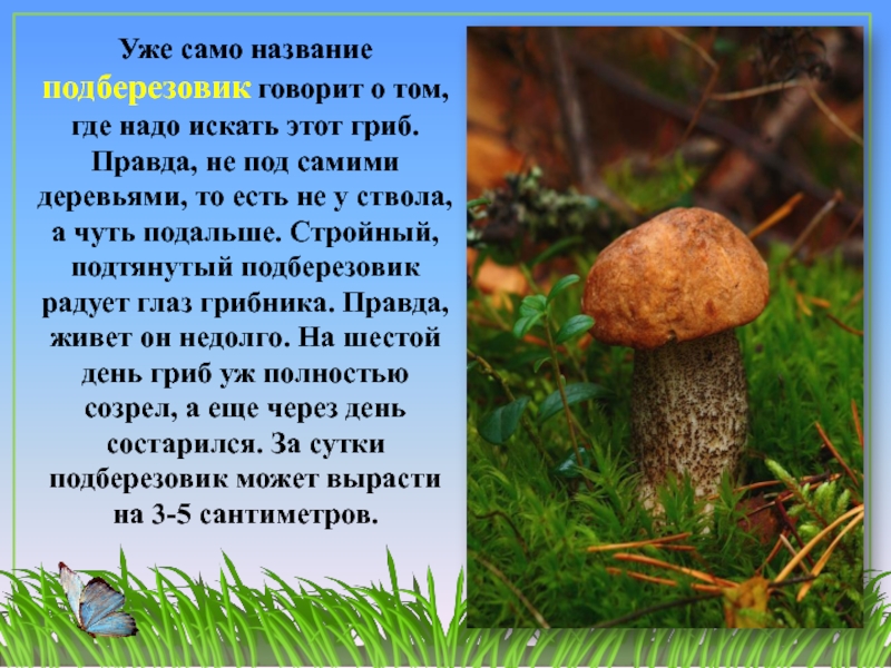 Сочинение на тему красота грибов. Информация о грибе подберёзовик. Подберезовик интересные факты. Текст про подберезовик. Сообщение о подберезовике 3 класс.