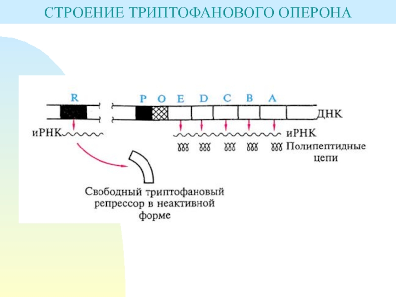 Схема строения оперона