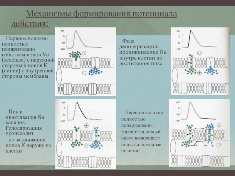 Потенциал механизм. Механизм формирования потенциала действия. Механизм потенциала действия физиология. Ионные механизмы формирования Пд. Механизм генерации потенциала действия.