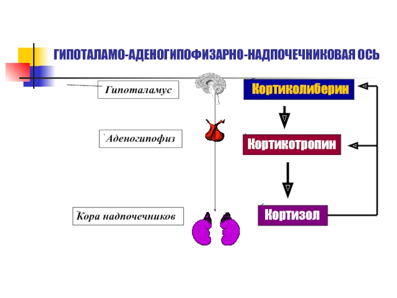 Гипоталамус аденогипофиз кора надпочечников схема