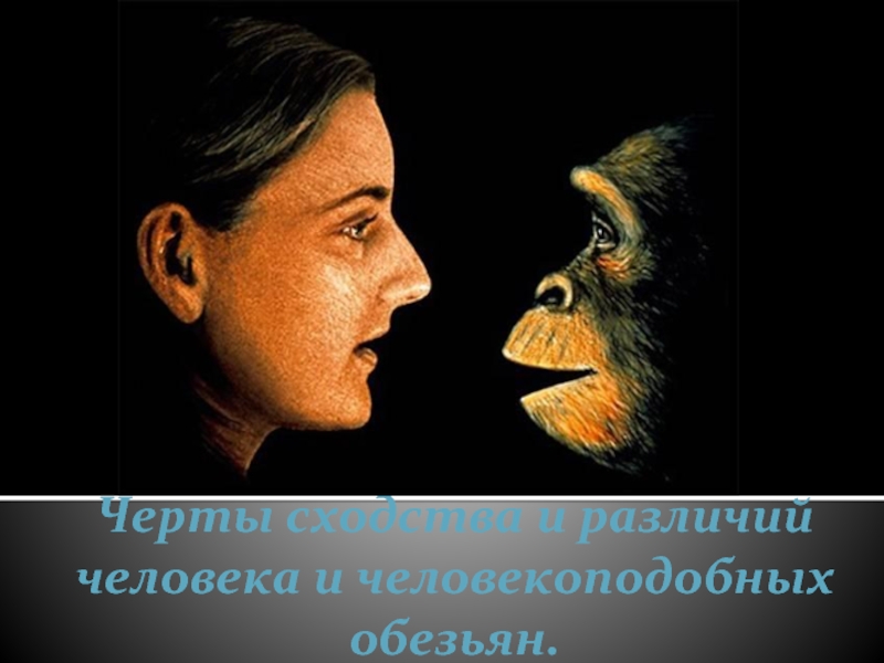 Черты сходства и различий человека и человекоподобных обезьян