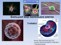 БОЛЬШОЙ МИР МАЛЕНЬКИХ КЛЕТОК