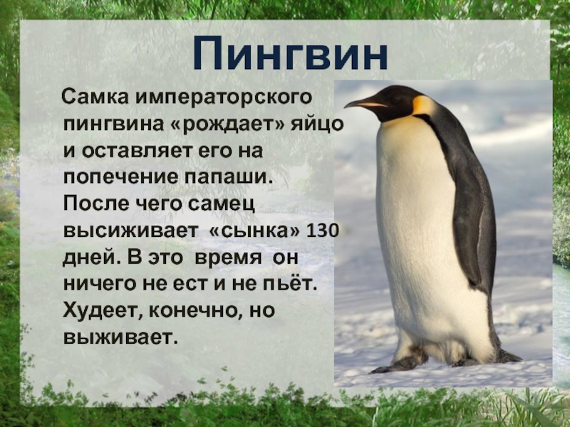 Пингвин  Самка императорского пингвина «рождает» яйцо и оставляет его на попечение папаши. После чего самец