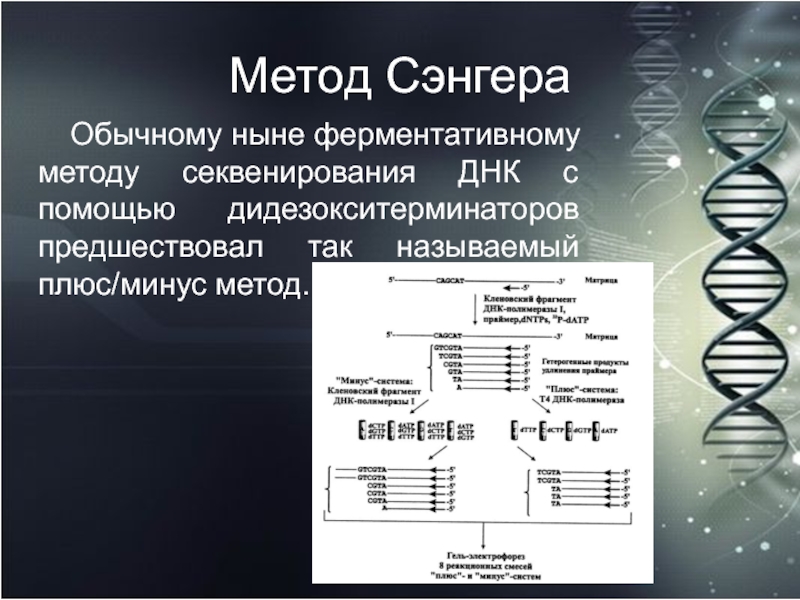 Секвенирование по сэнгеру схема