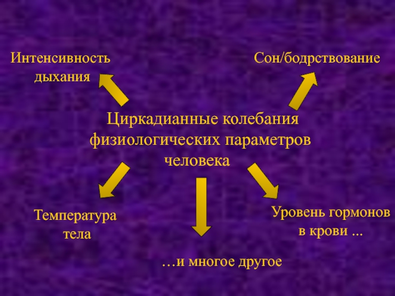 Интенсивное дыхание. Физиологические колебания температуры тела взрослого человека. Уровни бодрствования человека. Физиологические факторы колебания температуры тела. Физиологические колебания температуры тела зависят от.