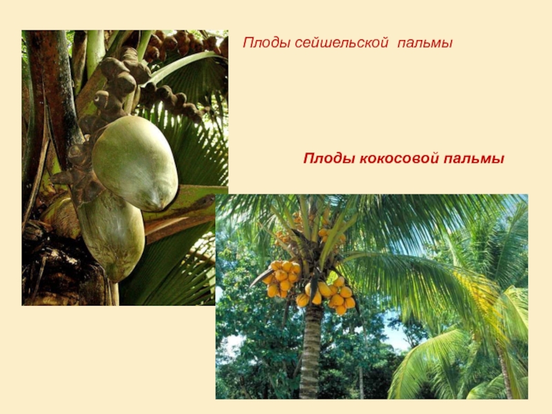 Плоды сейшельской пальмыПлоды кокосовой пальмы