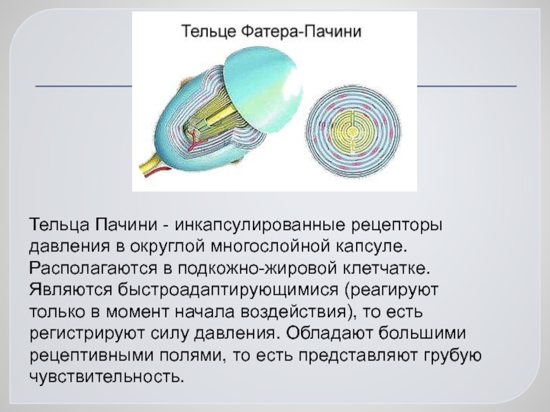 Определите название частей тельца пачини обозначенных на рисунке цифрами 1 и 2