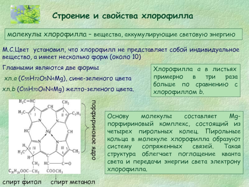 Особенности хлорофилла. Хлорофилл формула химическая. Структура хлорофилла. Хлорофилл строение и функции. Молекула хлорофилла формула.