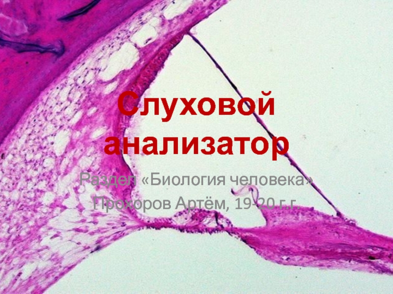 Слуховой анализатор