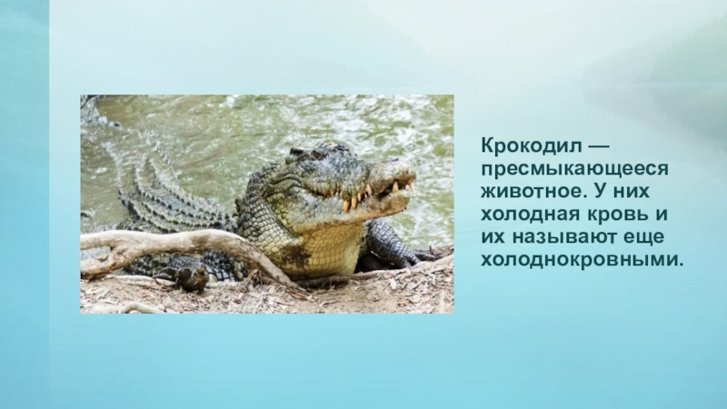 Крокодил — пресмыкающееся животное. У них холодная кровь и их называют еще холоднокровными.