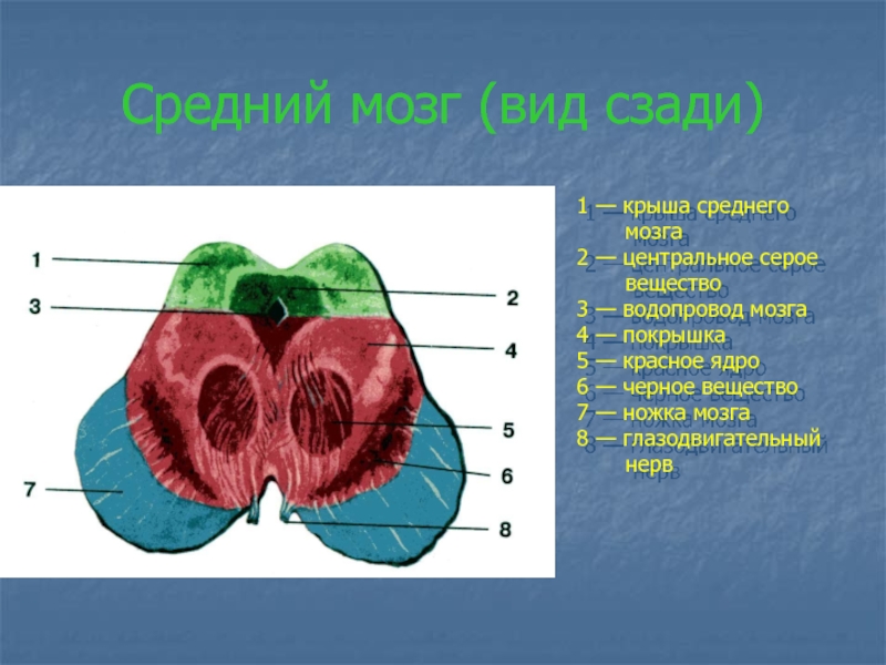 Красное ядро. Перекрест покрышки среднего мозга. Пластинка крыши среднего мозга латынь. Покрышка ножки среднего мозга. Серое вещество покрышки среднего мозга.