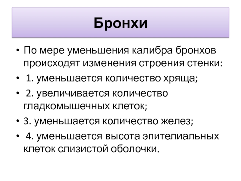 Мелкие бронхи не имеющие в своих стенках хряща носят название