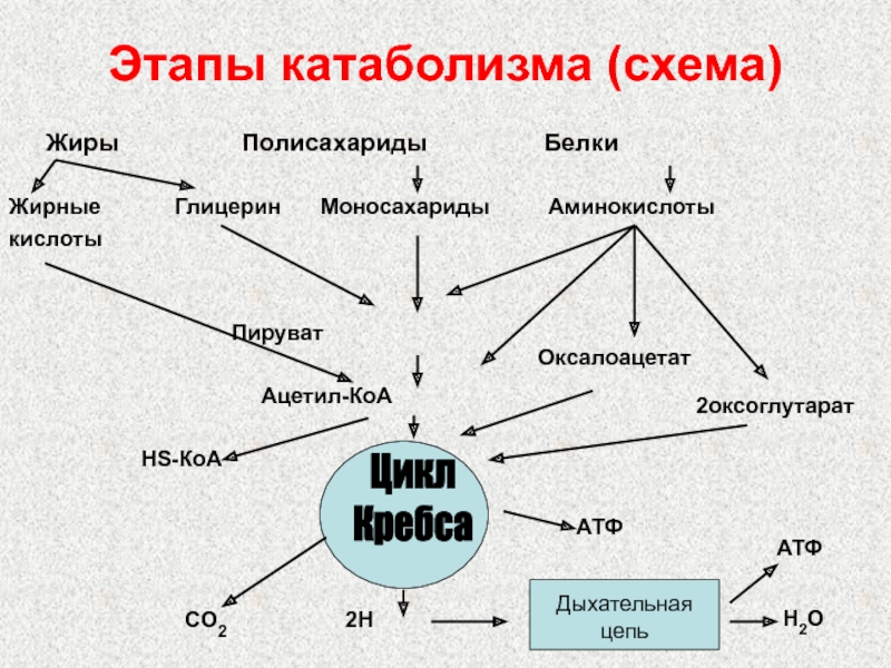 Схема катаболизма основных пищевых веществ