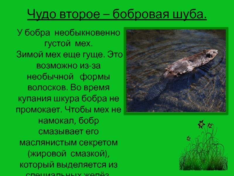 Бобр сообщение 4 класс окружающий. Семь чудес бобра презентация. Доклад о бобре 4 класс. Сообщение о бобрах 4 класс. Сообщение о бобре 4 класс окружающий мир.