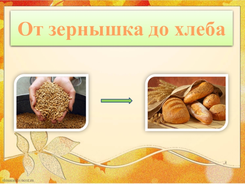 Из каких культур делают хлеб. От зернышка до хлеба. От зернышка к хлебу. Путь хлеба от зернышка до хлеба. От зернышка до хлеба для детей.