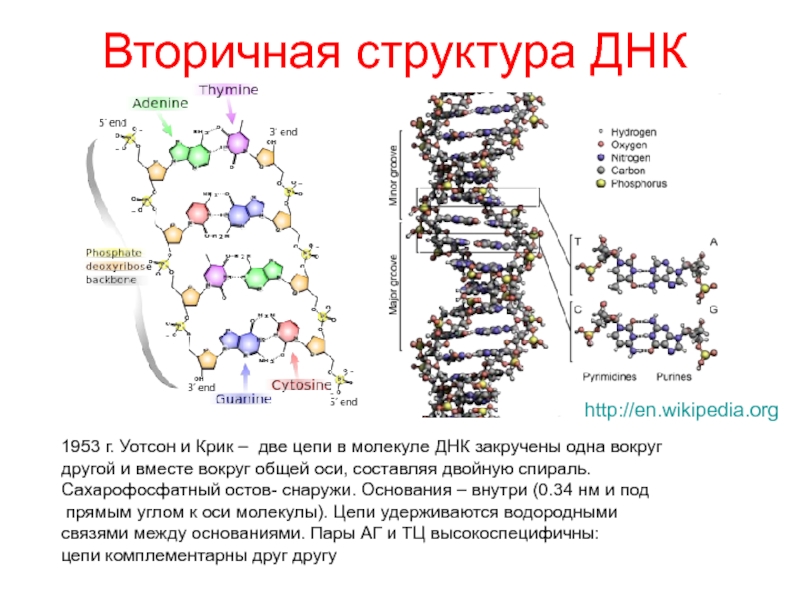 Схема строения молекулы днк