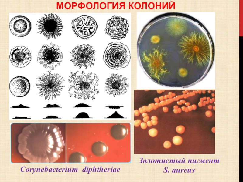 Схема описания колоний бактерий