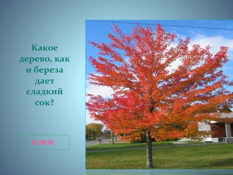 Дерево дав. Какое дерево как и береза дает сок. Сок какого дерева сладкий. Какие деревья дают сладкий сок?. Какое дерево какое дерево.