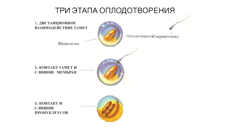 Процесс слияния спермиев с яйцеклеткой. Оплодотворение этапы взаимодействия гамет. Контактное взаимодействие гамет при оплодотворении. Строение гамет оплодотворение. Фазы оплодотворения Дистантное взаимодействие.