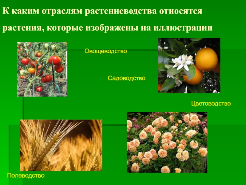 К каким отраслям растениеводства относятся растения, которые изображены на иллюстрации ПолеводствоОвощеводствоЦветоводствоСадоводство