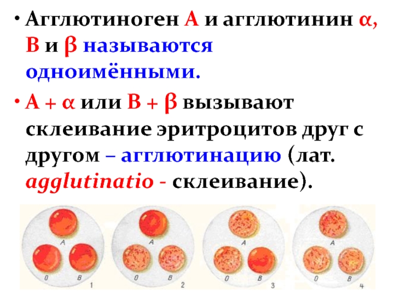Группа крови альфа. Агглютиноген в и агглютинин α. Агглютинация эритроцитов таблица. Группы крови таблица агглютиногены. Агглютиноген а и агглютинин Альфа группа.