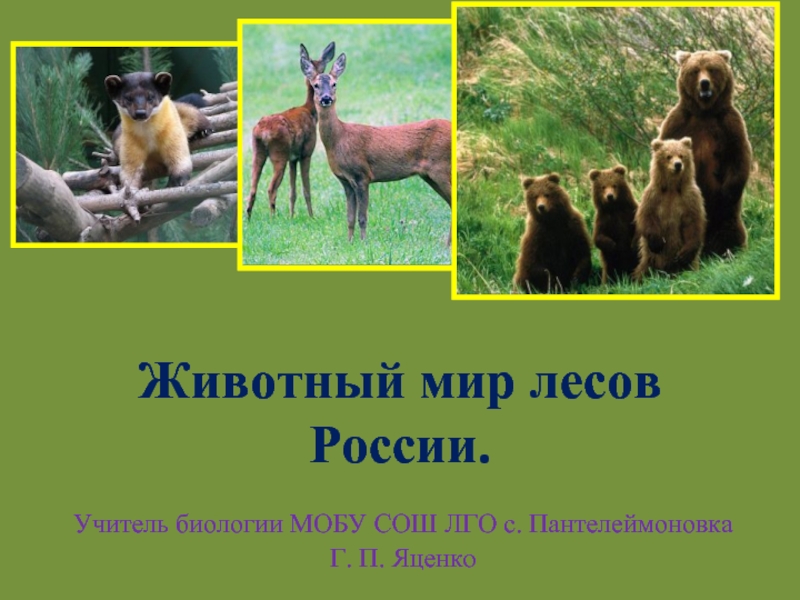 Презентация Животный мир лесов России