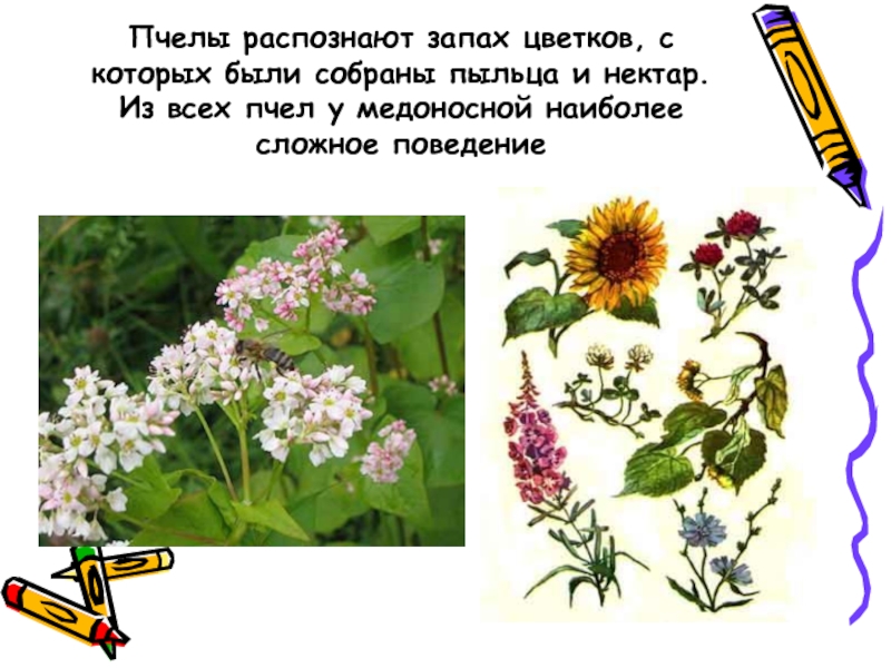 Растение на котором есть пыльца. Медоносные цветы. Почему пахнут цветы. Загадки про медоносные цветы.