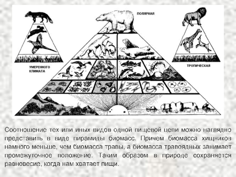 Экологическая пирамида 11 класс. Экологические пирамиды презентация 11 класс. Пирамида биомассы. Урок экологическая пирамида 11 класс.