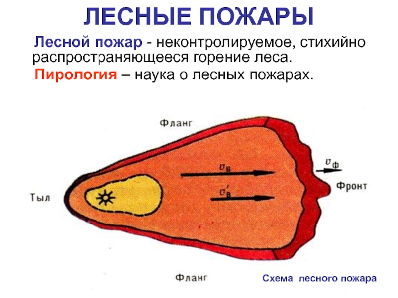 Курсовая Работа На Тему Лесные Пожары