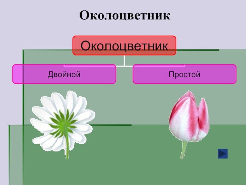 Простой околоцветник. Цветок картофеля околоцветник. Двойной околоцветник Лилия. Схема цветка околоцветник. Схема околоцветника простой и двойной.