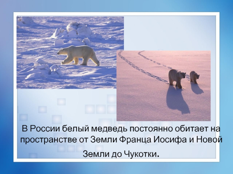 В России белый медведь постоянно обитает на пространстве от Земли Франца Иосифа и Новой Земли до Чукотки.