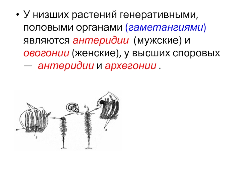 Низшие растения включают. Органы низших растений. Низшие и высшие организмы. Генеративные органы высших споровых. Строение гаметангиев низших растений.