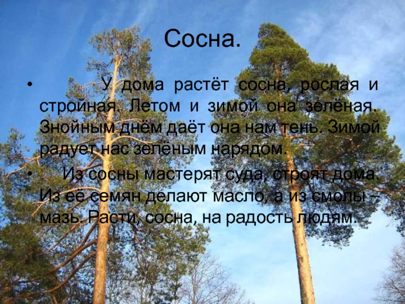 Сосна.    У дома растёт сосна, рослая и стройная. Летом и зимой она зелёная. Знойным