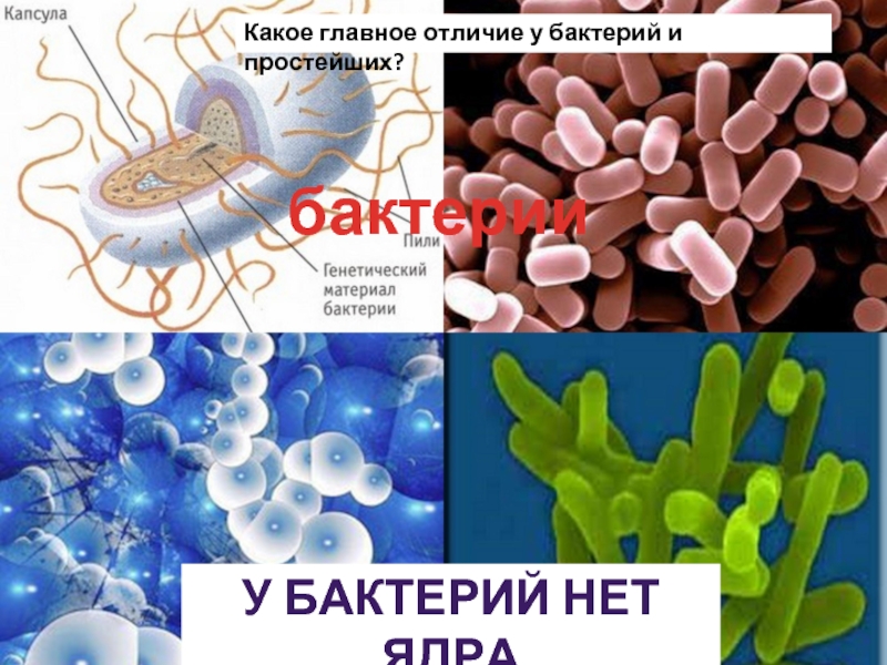 бактерииУ БАКТЕРИЙ НЕТ ЯДРАКакое главное отличие у бактерий и простейших?
