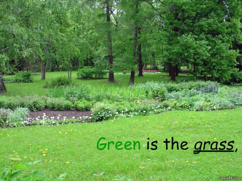 Green is the grass,